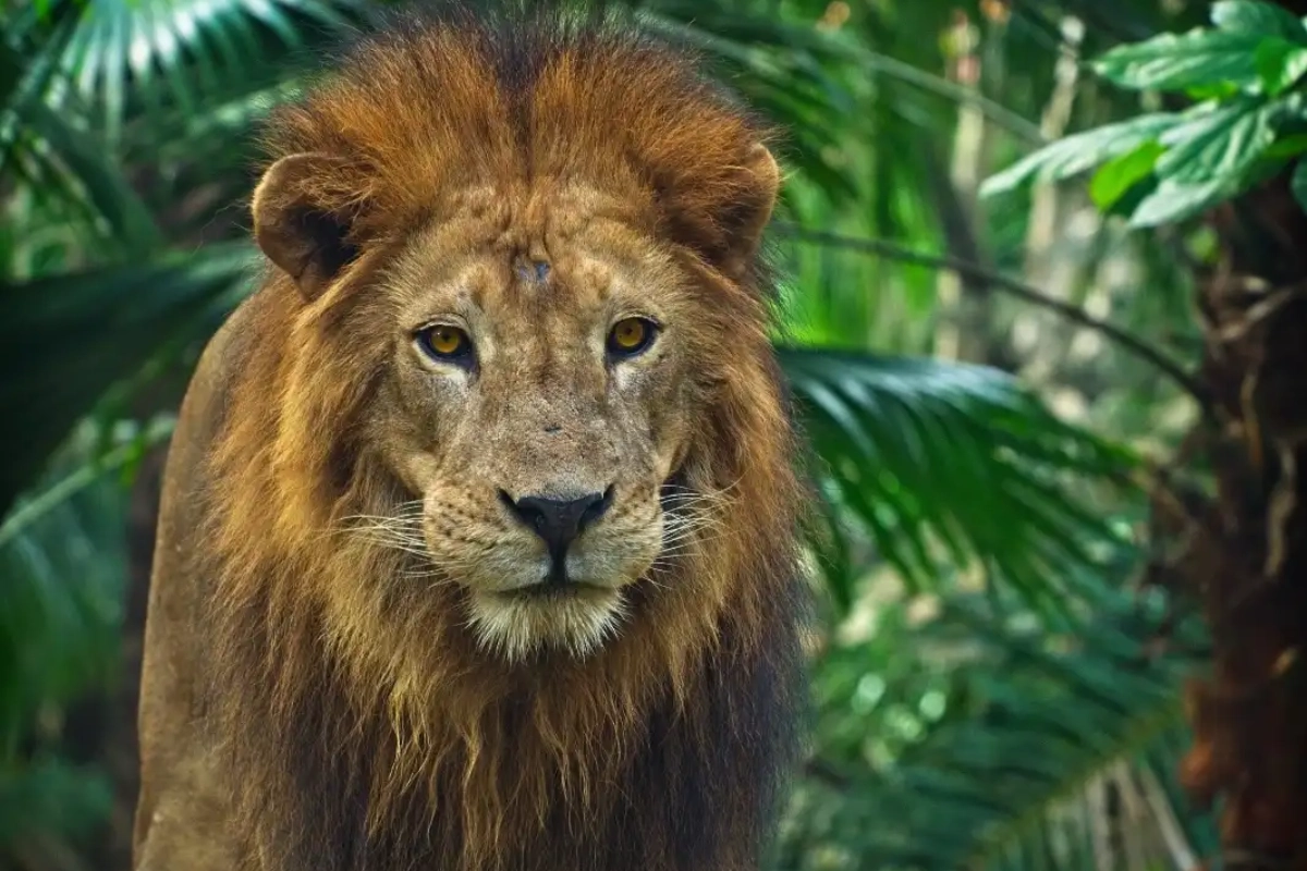 Lion in the jungle - Happy Mind Training Blog | Language Can Shape Our Reality