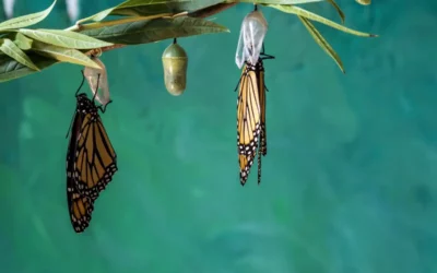 Two butterflies coming out of their cocoon - Happy Mind Training Blog | New Month Resolutions