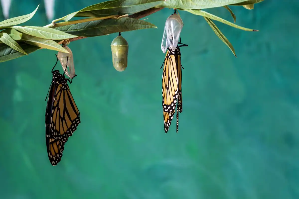 Two butterflies coming out of their cocoon - Happy Mind Training Blog | New Month Resolutions