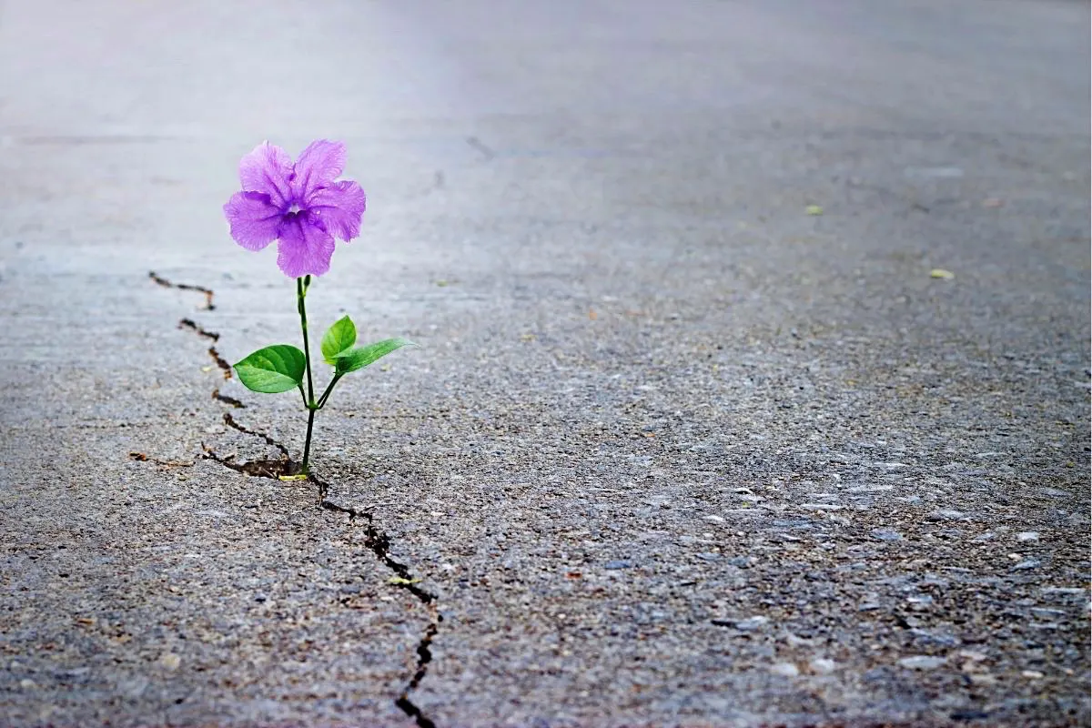 Happy Mind Training Blog - Resilience Myths Busted - purple flower