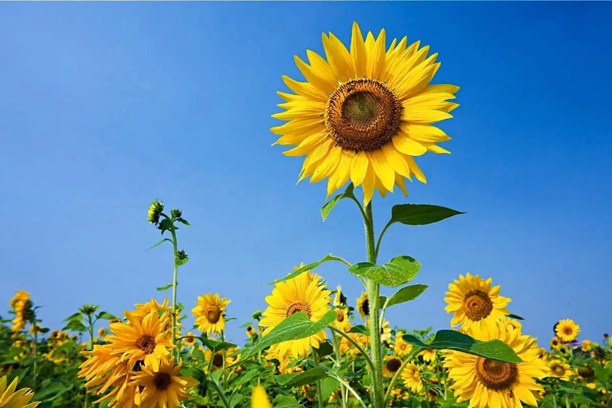 Field of sunflowers - Happy Mind Training Blog | 7 Ways Owning Your Mistakes Will Make You Powerful