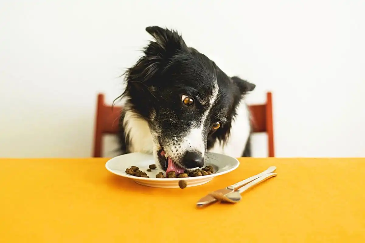 Dog eating from plate on a table - Happy Mind Training Blog | Simple Mindfulness Practices